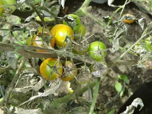 Томаты в августе: как ухаживать, поливать и чем подкормить помидоры